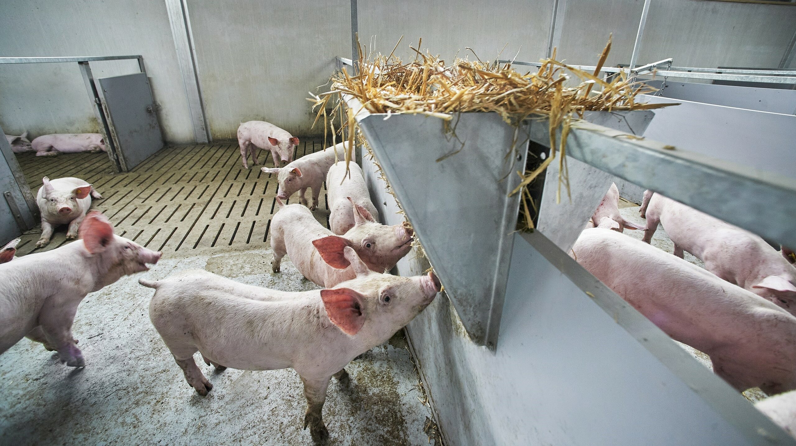 Vion macht CO2-Fußabdruck in der Schweinefleisch-produktionskette in den Niederlanden bekannt und transparent